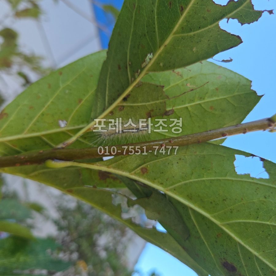 김포 잎 뒤 송충이까지 방역