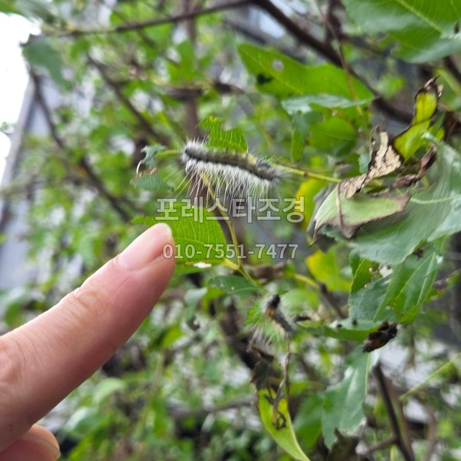 광주 잎 뒤에 숨은 송충이