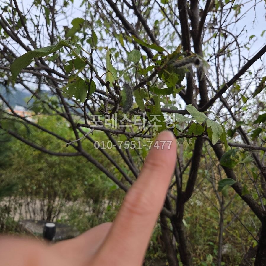 광주 가지 사이 송충이 확인