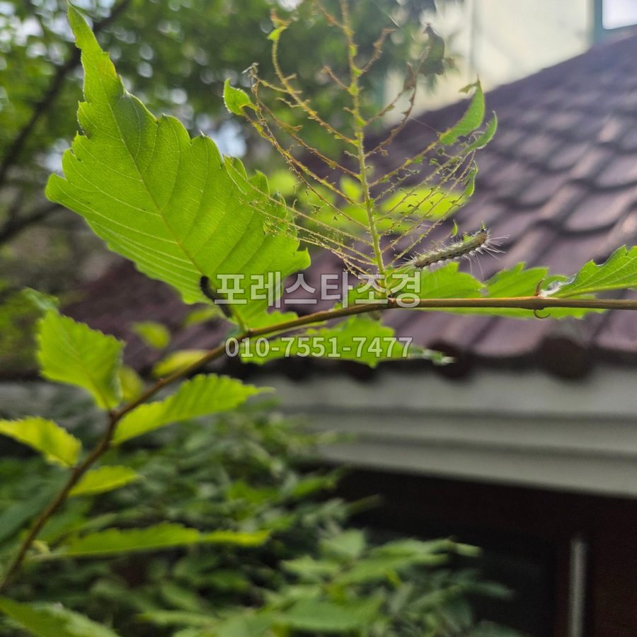 서울 잎맥만 남은 나무와 송충이