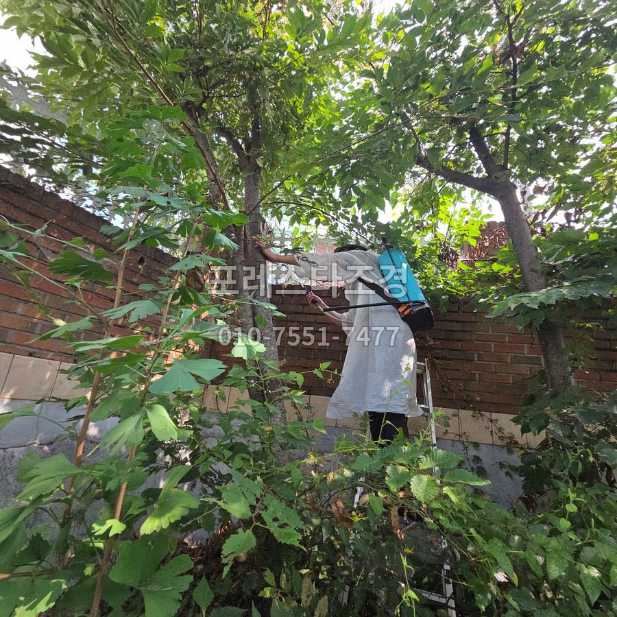 서울 사다리 올라 정원수 방역