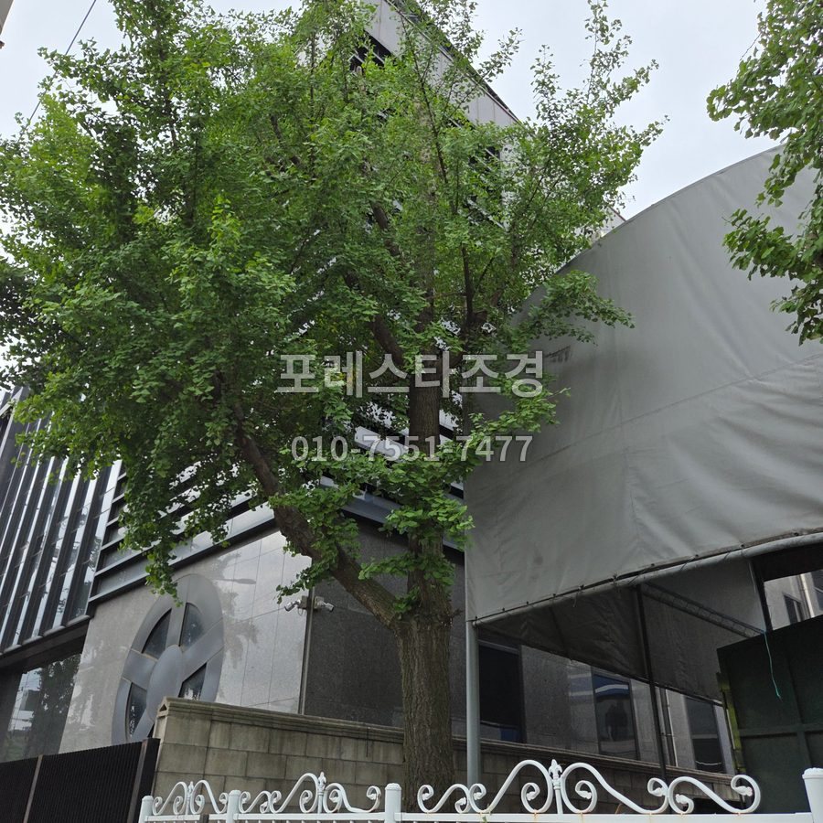 용인 작업 전 공장 담장 옆 은행나무