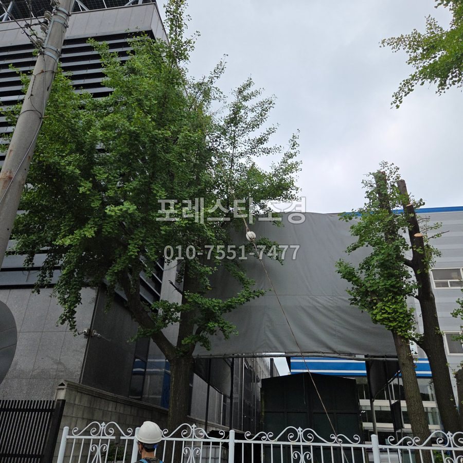 용인 작업 전 전선 옆 은행나무