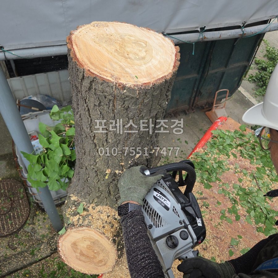 용인 은행나무 줄기 벌목 작업