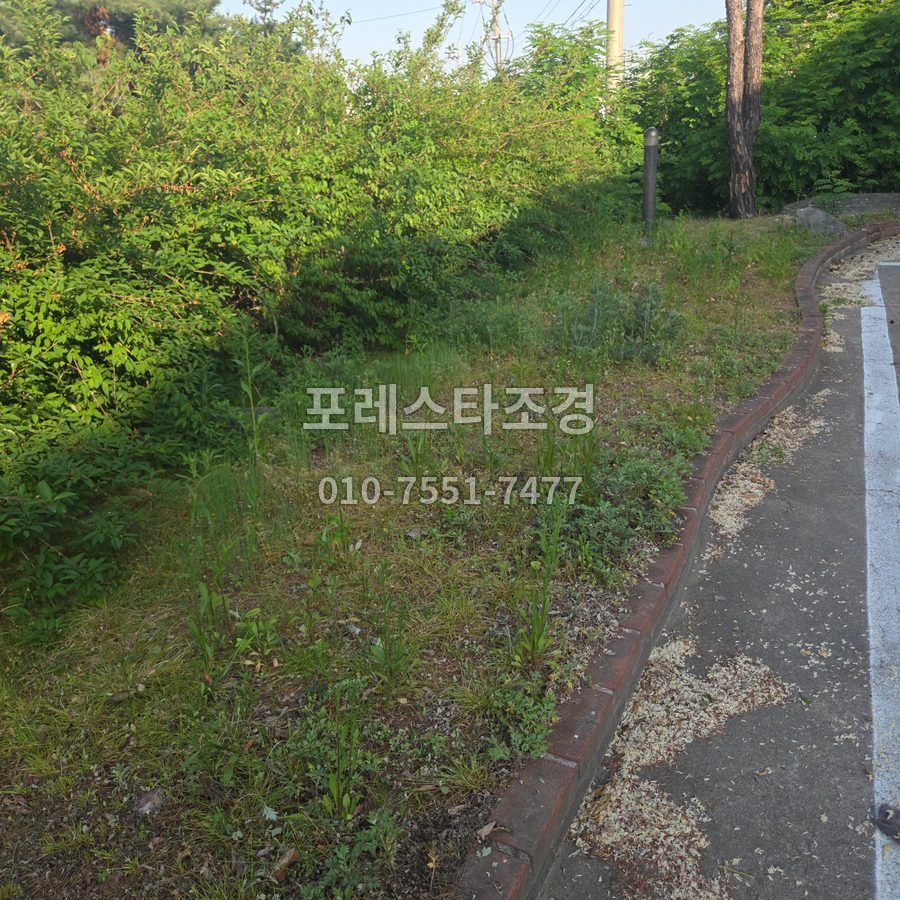 안산 작업 전 웃자란 공장 개나리