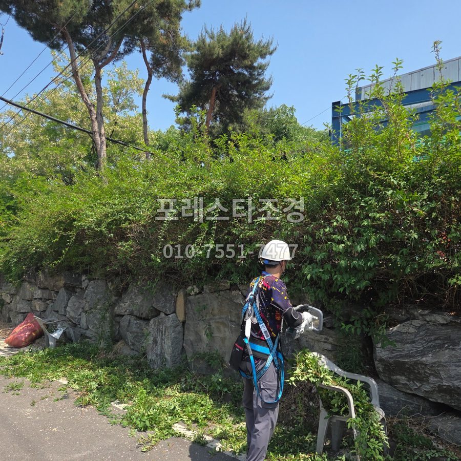 안산 작업 전 담장 덮은 개나리