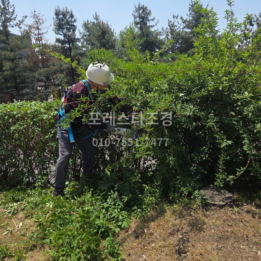 안산 안전장비 갖추고 개나리 가지치기
