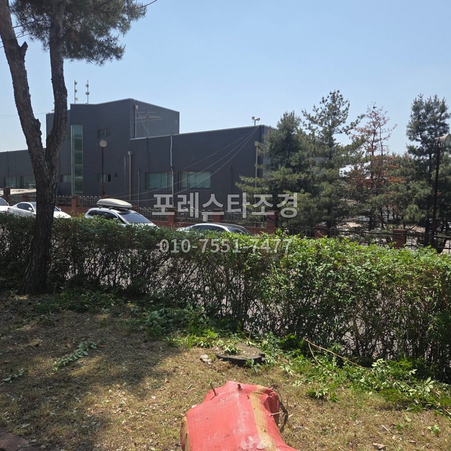 안산 가지치기 마친 개나리 울타리
