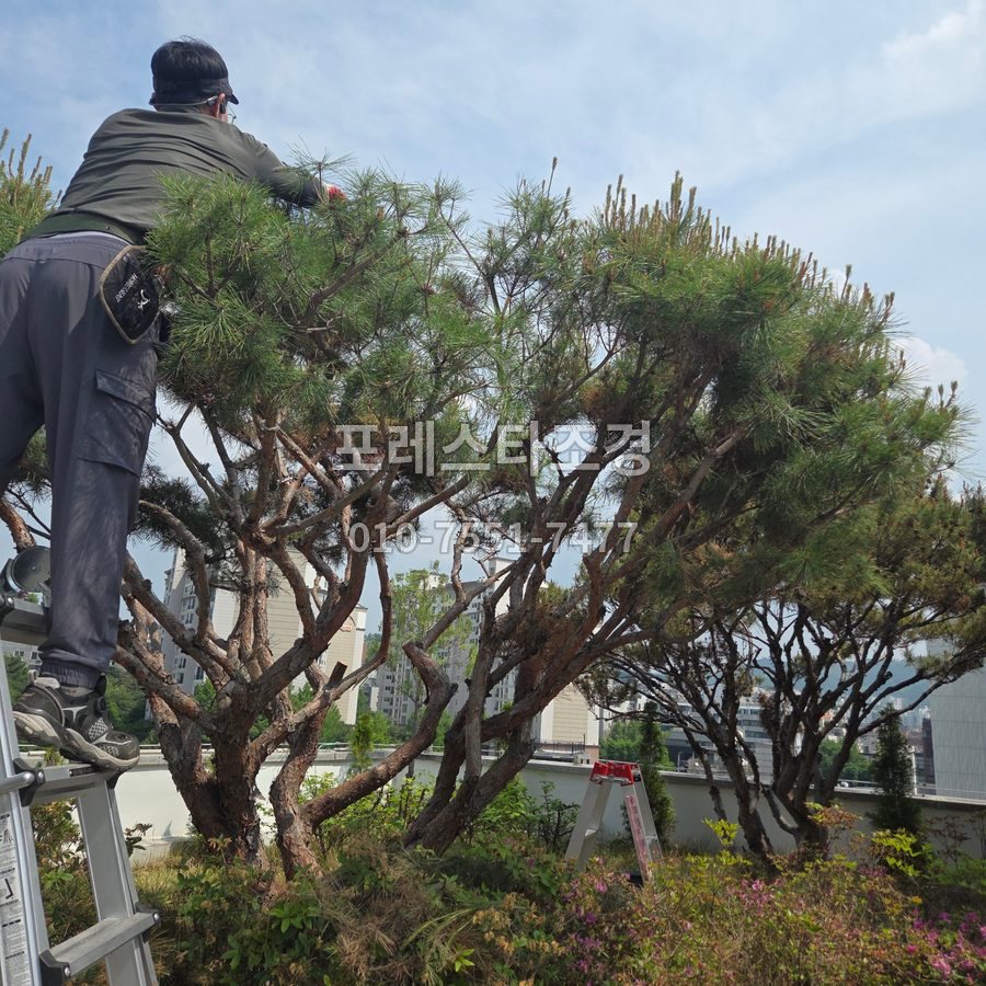 안성 사다리 올라 반송 소나무전지