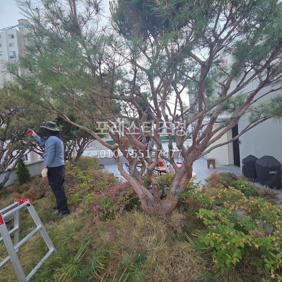 안성 반송 가지 솎아내기