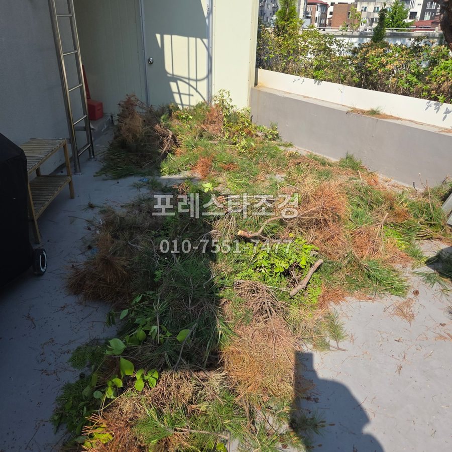안성 잘라낸 반송 가지