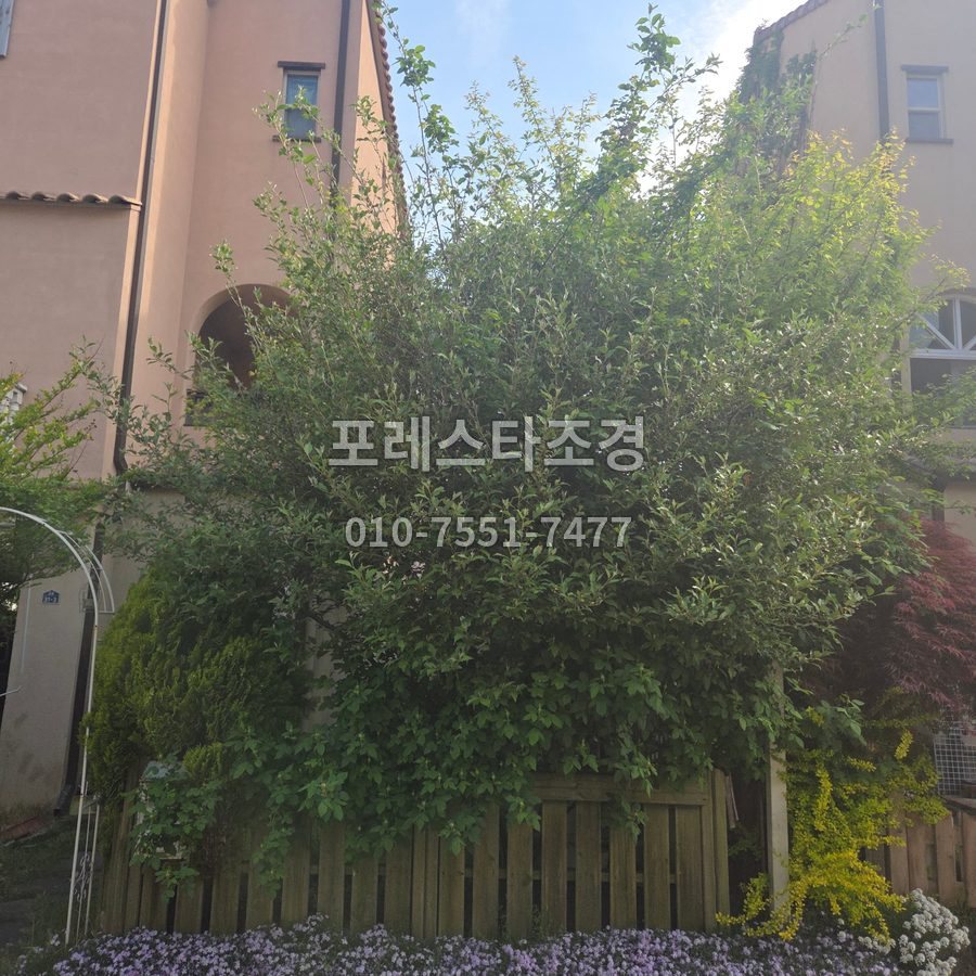 화성 작업 전 무성한 주택 마당 나무