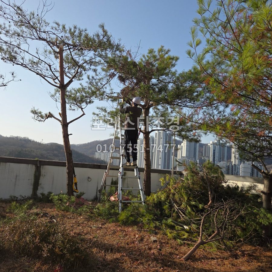 성남 사다리 올라 소나무가지치기
