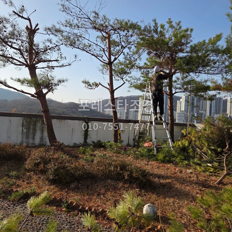 성남 옥상 소나무 가지 다듬기