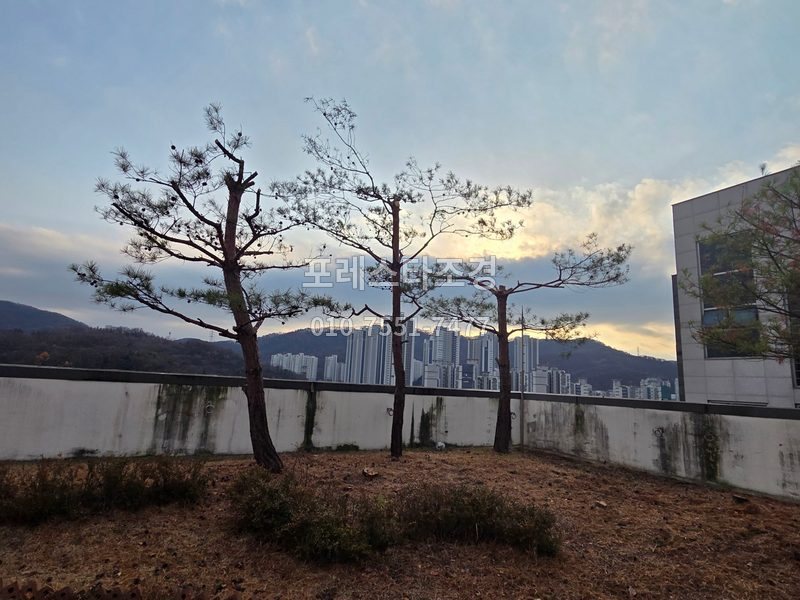 성남 분당 빌딩 옥상 소나무
