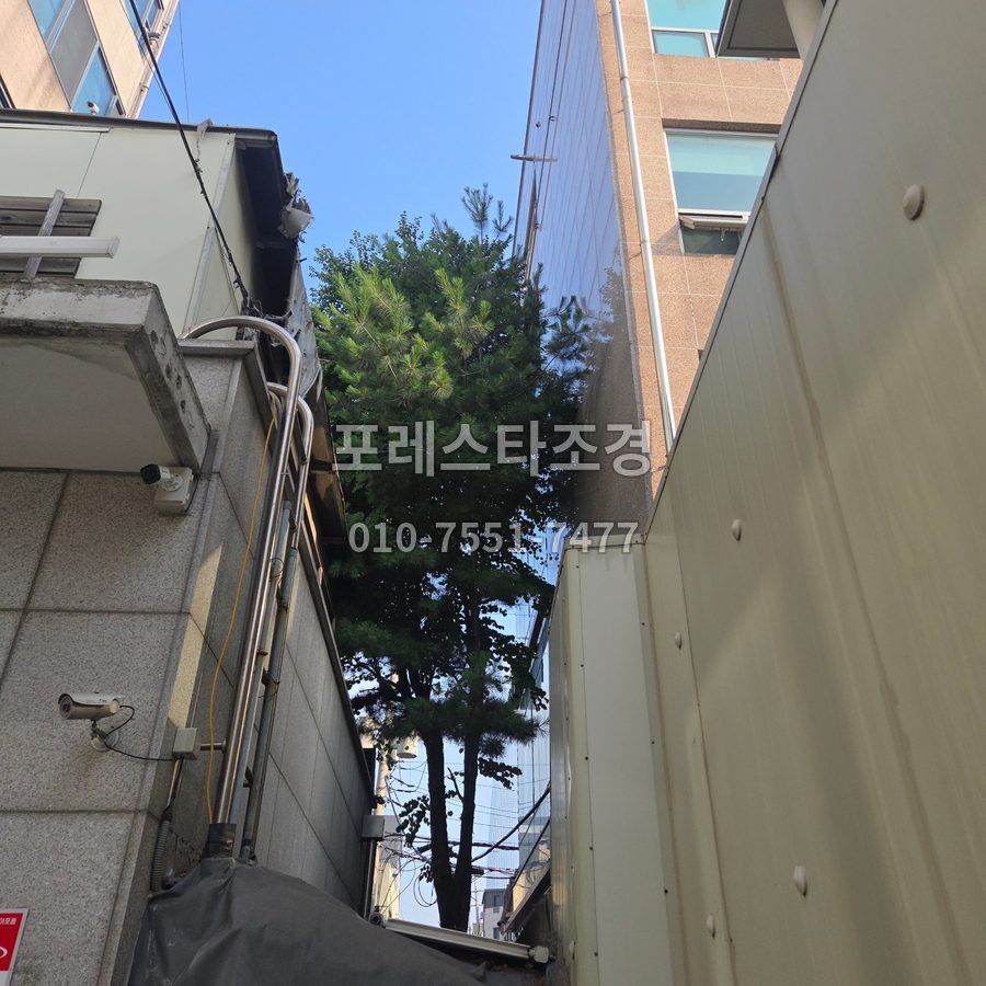 서울 작업 전 건물 사이 골목 나무