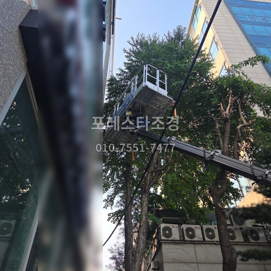 서울 고소작업차로 빌딩사이 나무가지치기