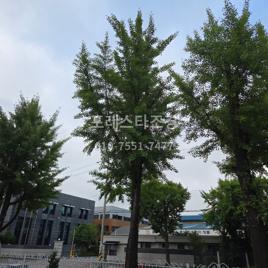 용인 작업 전 높이 자란 공장 은행나무