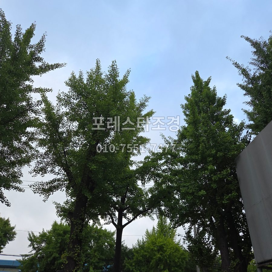 용인 작업 전 길가 은행나무