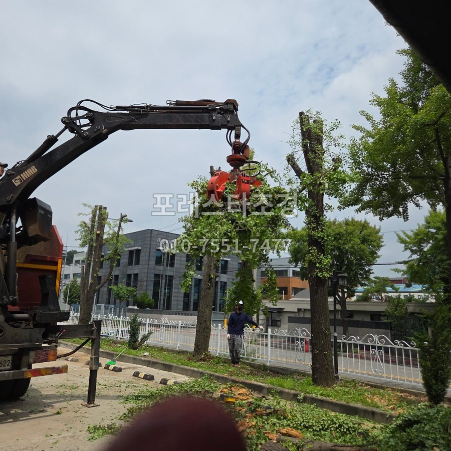용인 크레인으로 은행나무 가지 옮기기
