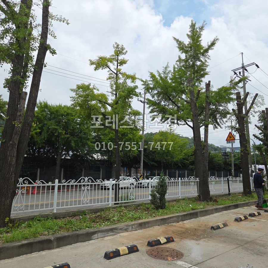 용인 가지치기 후 공장 앞 은행나무