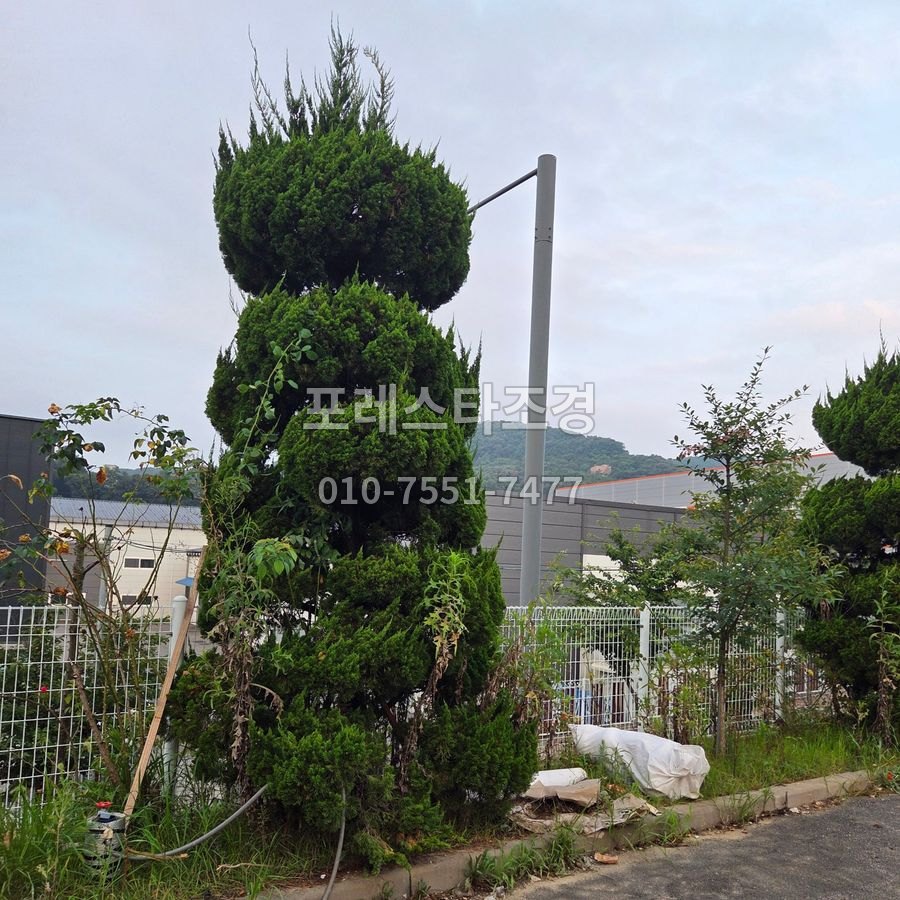천안 작업 전 웃자란 향나무