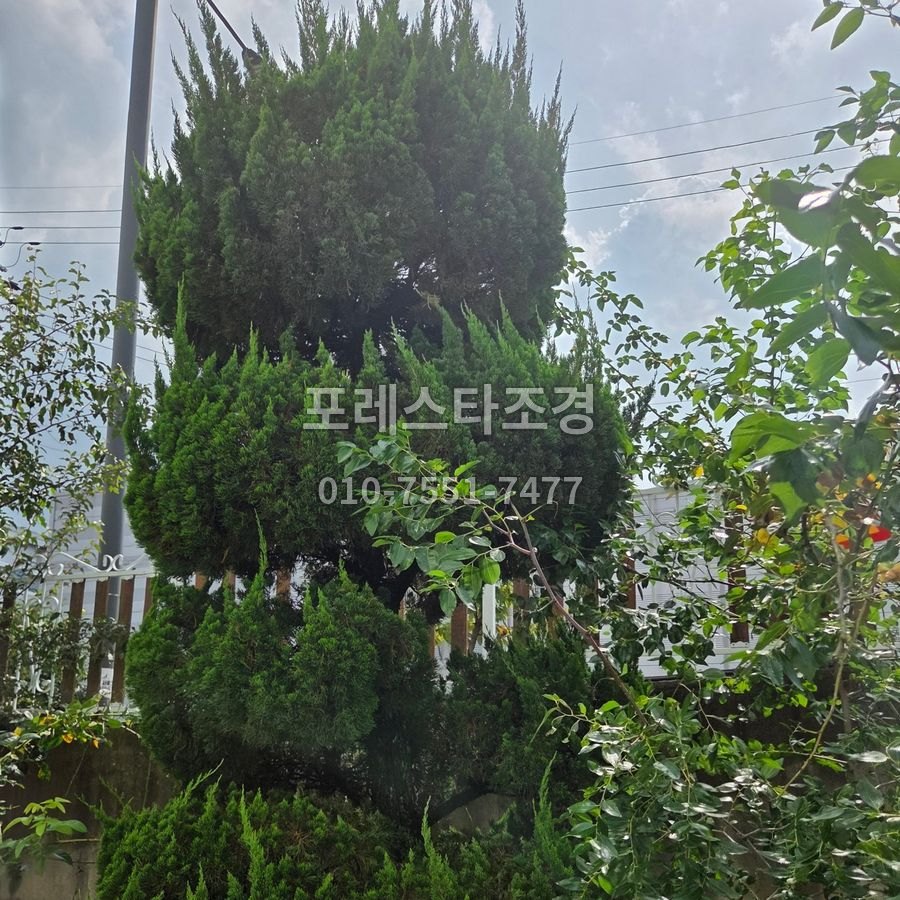 천안 작업 전 가지가 삐져나온 향나무