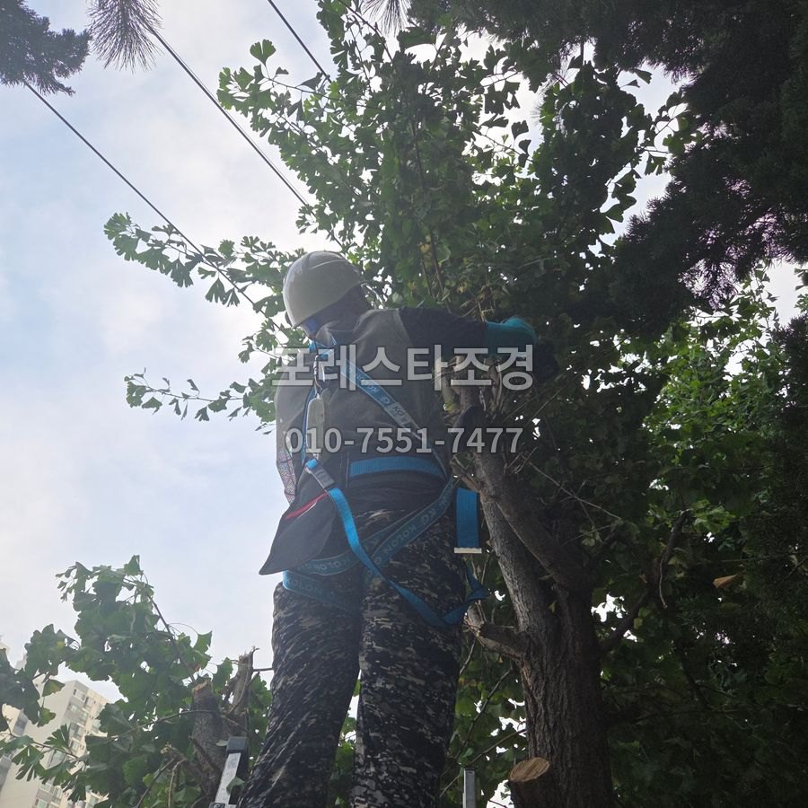 화성 고소 안전장비 착용 후 은행나무전지