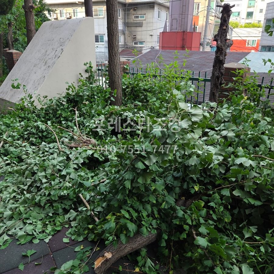 화성 잘라낸 은행나무 가지