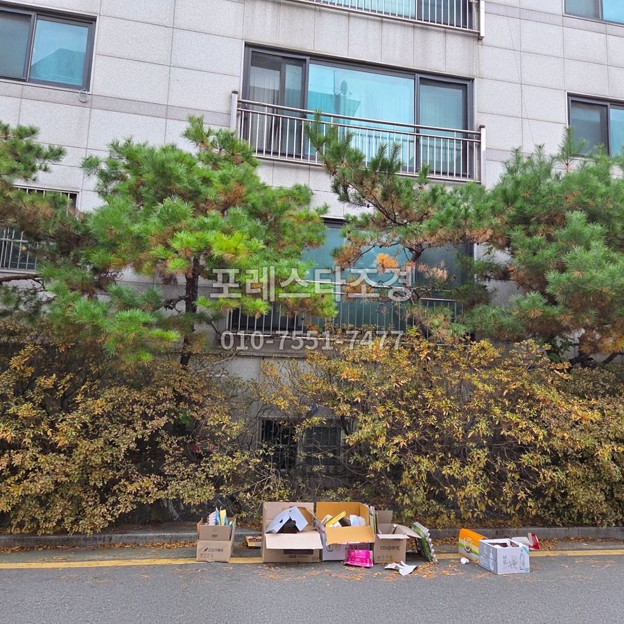 작업 전 무성하게 자란 소나무와 화단