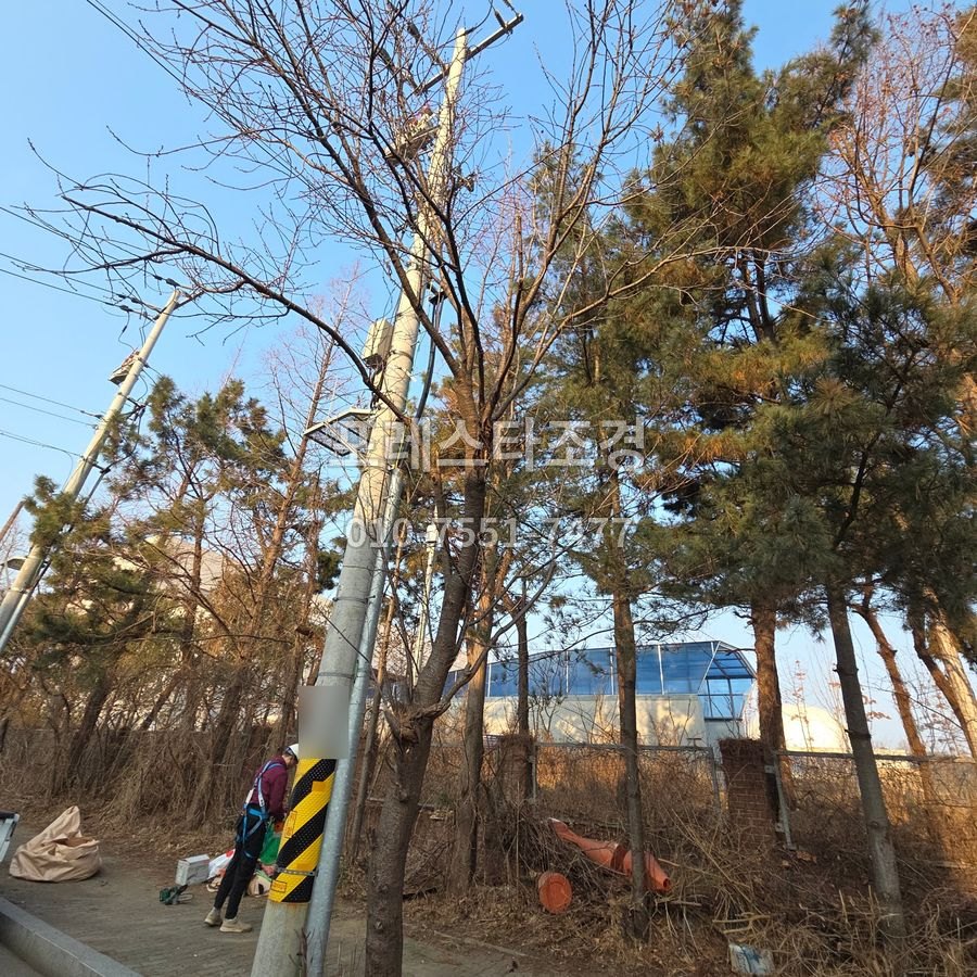 작업 전 전선 쪽으로 자란 길가 나무