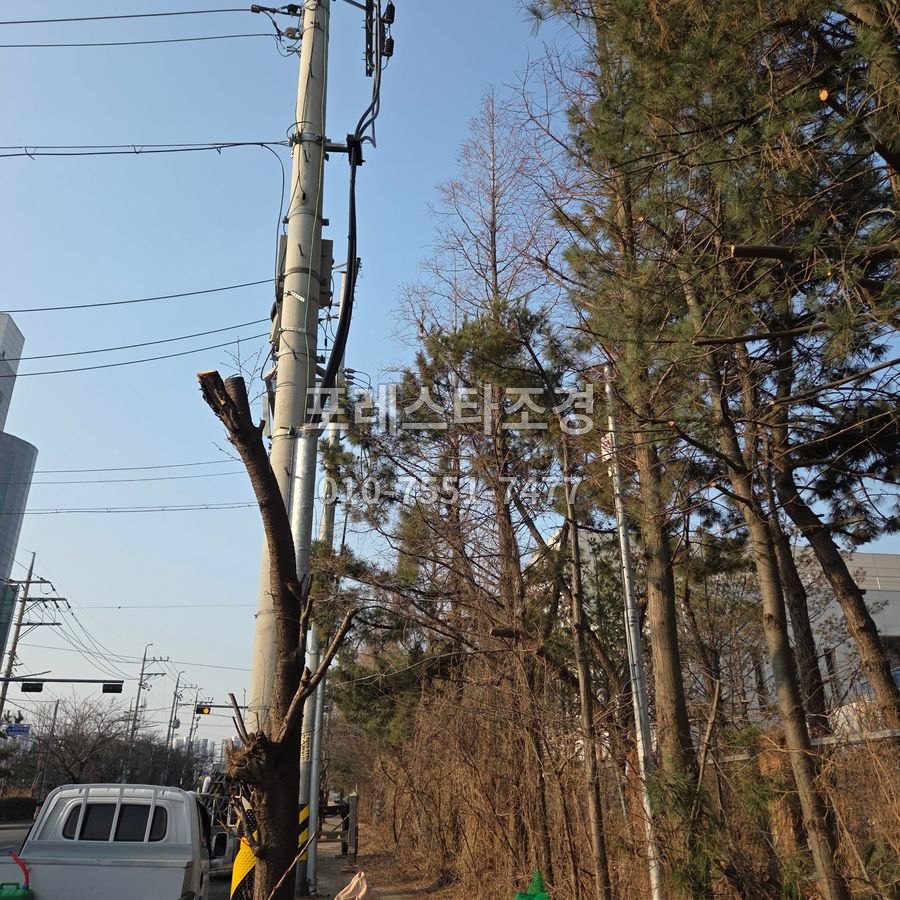 전선 쪽 가지를 정리한 나무