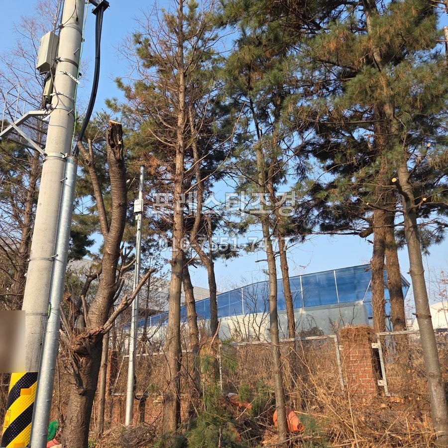 전지를 마친 공단 소나무