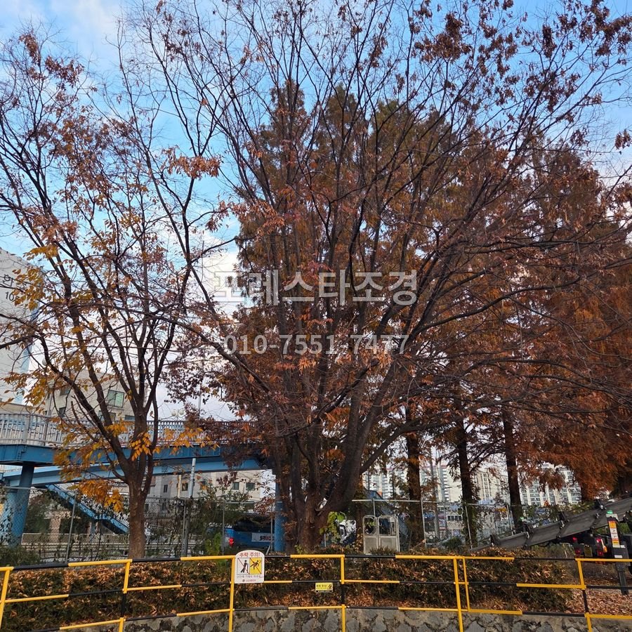 작업 전 무성하게 자란 나무들