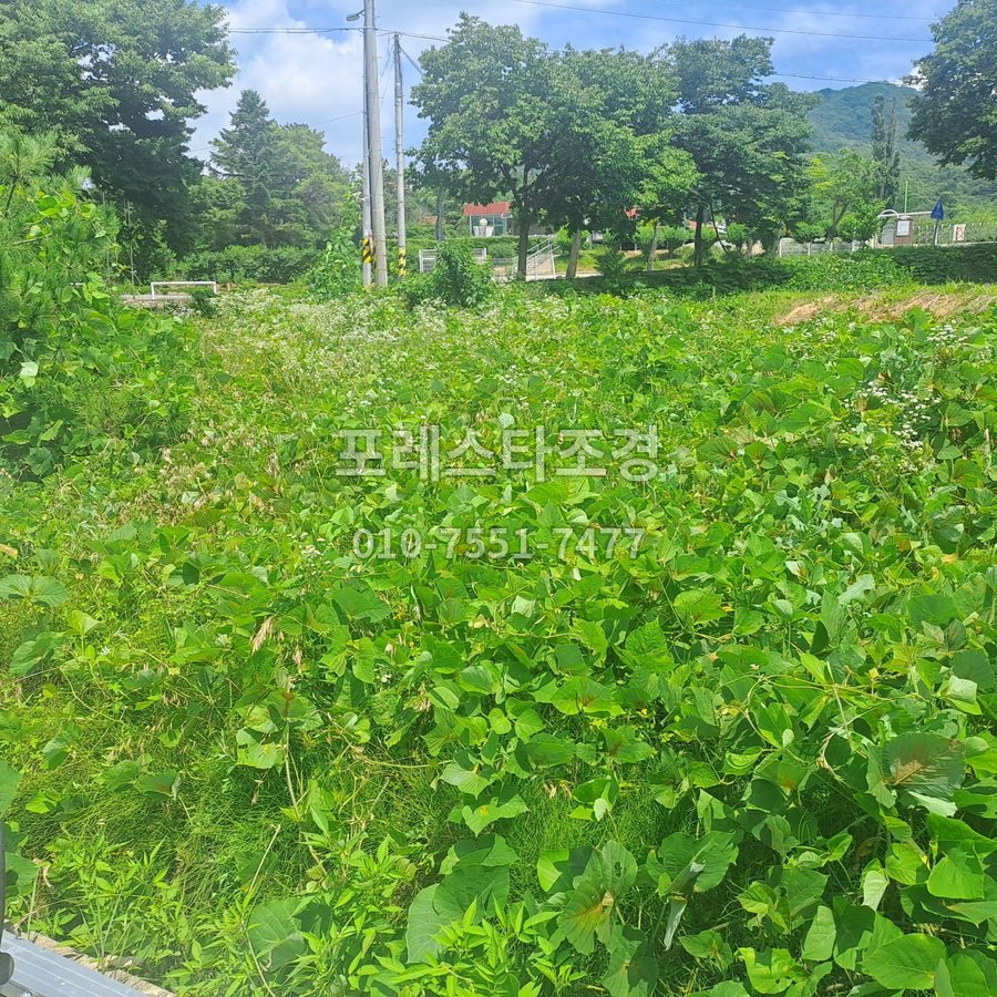 안산 작업 전 칡넝쿨 덮인 부지
