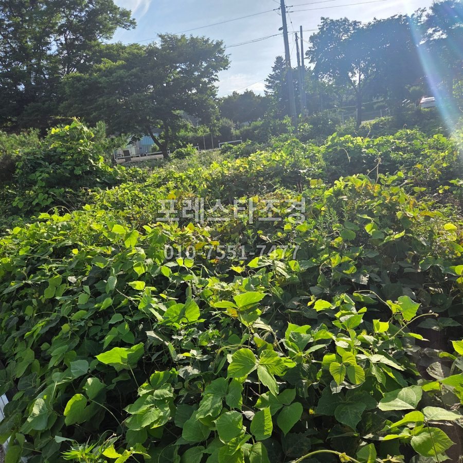 안산 작업 전 무성한 넝쿨