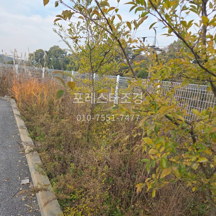 용인 작업 전 허리까지 자란 풀